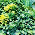 Mur vegetal artificiel brise vue Jungle