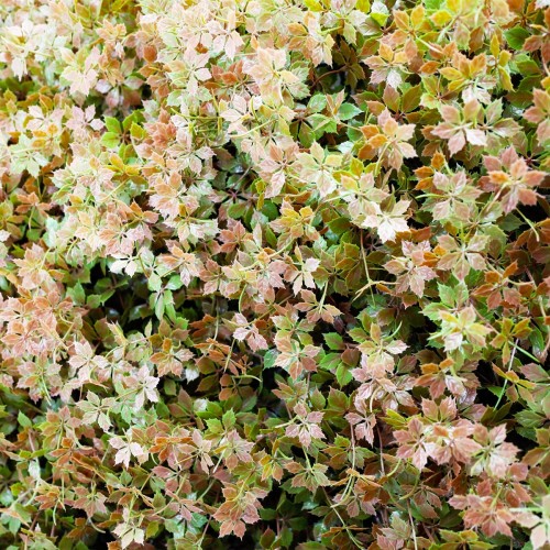Mur vegetal artificiel brise vue Boheme