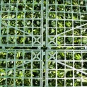 Mur vegetal artificiel brise vue Exotik
