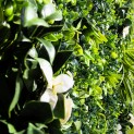Mur vegetal artificiel liseron MGS