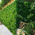 Mur vegetal artificiel liseron MGS