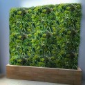 Mur vegetal artificiel brise vue Luxury