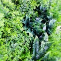 Mur vegetal artificiel brise vue Fougère dense