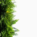 Mur vegetal artificiel brise vue Fougère dense