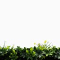 Mur vegetal artificiel brise vue Green