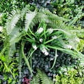 Mur vegetal artificiel brise vue Luxury