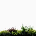 Mur vegetal artificiel brise vue Luxury