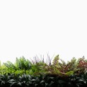 Mur vegetal artificiel brise vue Tropic