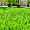 Gazon Synthétique et Pelouse wondergrass