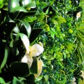Mur vegetal artificiel liseron MGS