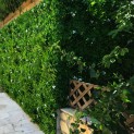 Mur vegetal artificiel liseron MGS
