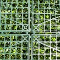 Mur Végétal Artificiel Green MGS