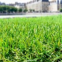 Gazon synthétique Idéal / Niort