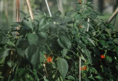 On vous dit tout pour l'aménagement de votre jardin